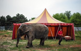 Kabinet verbiedt wilde zoogdieren in het circus