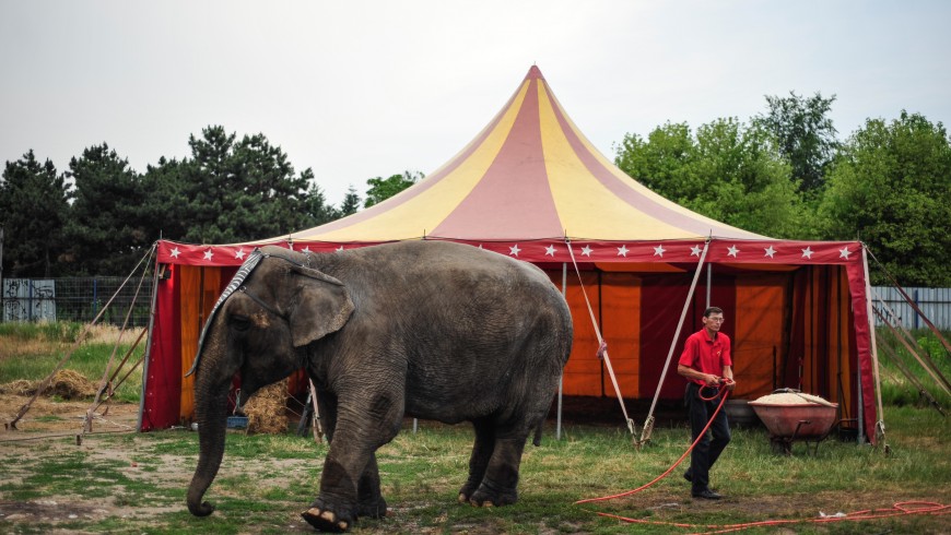 Kabinet verbiedt wilde zoogdieren in het circus